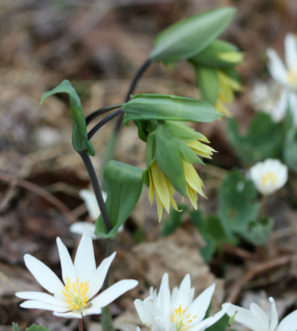 Bloodroot (Sanguinaria canadensis) combines well with early flowering Sessile Bellwort (Uvularia sessilifolia).