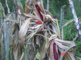 Bloody Butcher Corn is used for decoration and flour making.