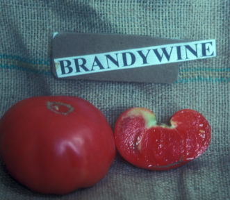 Brandywine tomatoes is known for its superb flavor and texture. 