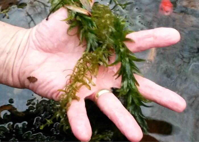 Brazilian elodea (Egeria densa) is a noxious weed that has escaped from aquariums and crowds out native aquatic plants.