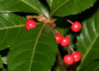 Bright red fruit appear in the fall on Japanese ardisia (Ardisia japonica) and persist through winter. 