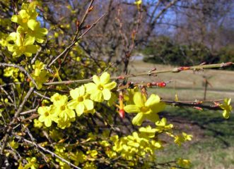 Bright yellow flowers of winter jasmine.