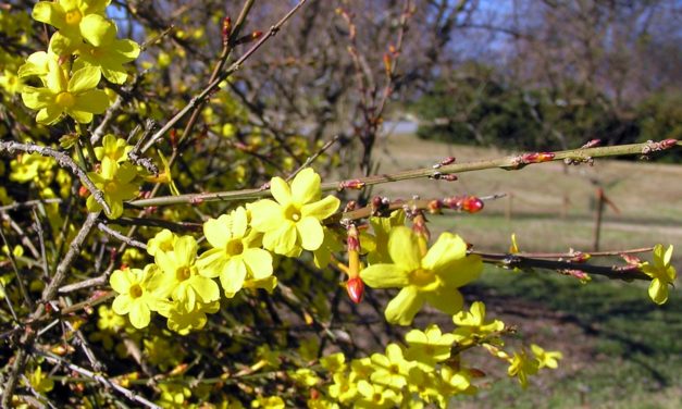 Jasmine
