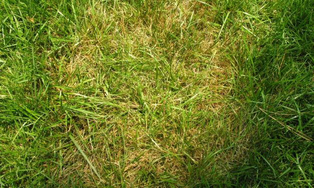Brown Patch & Large Patch Diseases of Lawns