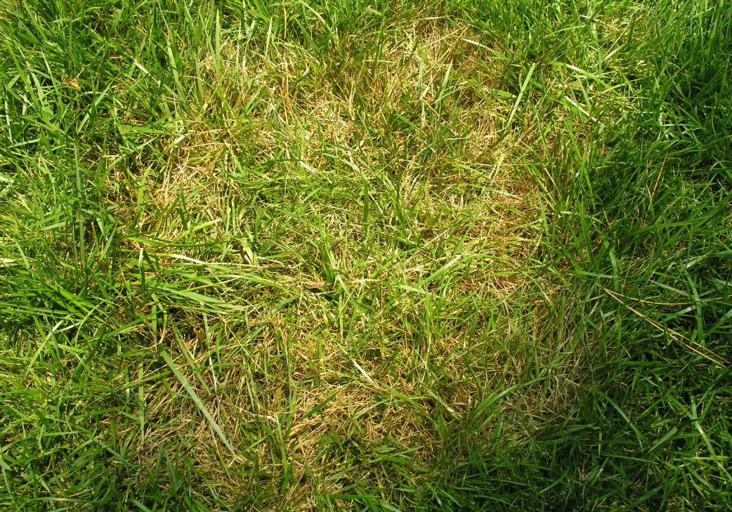 Brown Patch And Large Patch Diseases Of Lawns Home And Garden Information