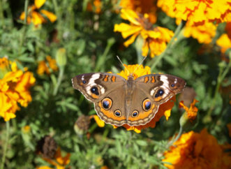 Common Buckeye, Junonia coenia © 2016 Barbara Smith, Clemson Extension HGIC