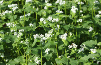 Buckwheat covercrop.