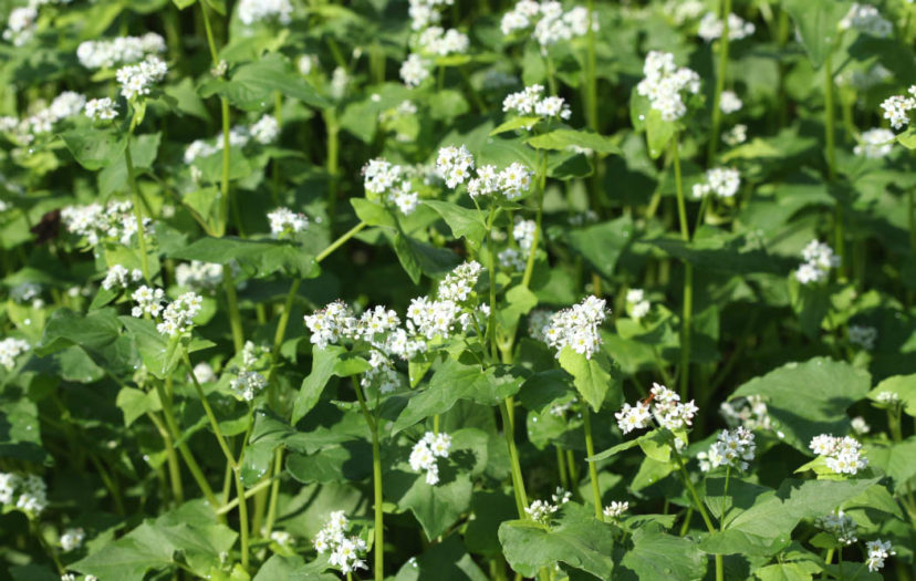 Buckwheat is a warm-season non-leguminous cover crop with blooms that are very attractive to pollinating insects.