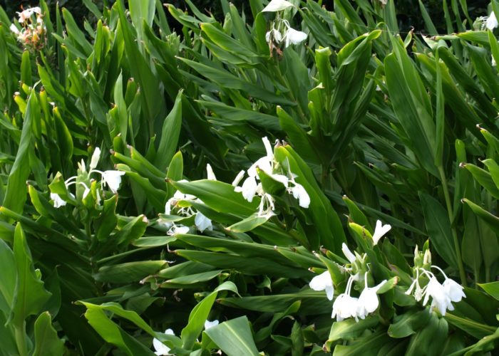 Butterfly ginger (Hedychium coronarium) has fragrant white blooms in midsummer.