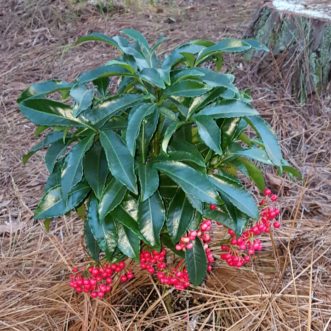 Coral ardisia (Ardisia crenata) has bright red fruit that hang down in clusters on the plant. The foliage is dark green and shiny with slightly waved margins.
