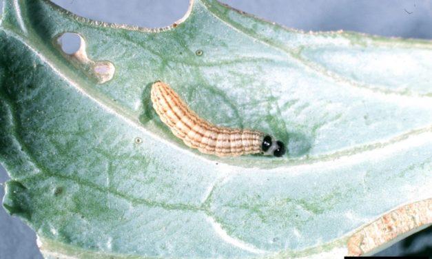 Cabbage webworm (Hellula rogatalis) showing lengthwise stripes.