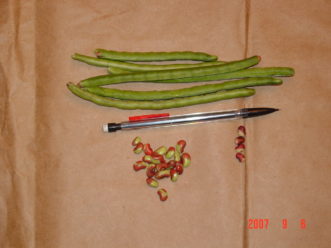 Calico Crowder peas are delicious fresh or dried. 