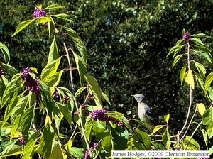 Callicarpa americana - A mockingbird surveys the large number of ripe berries.