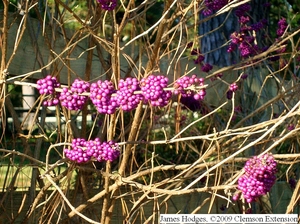 Callicarpa americana - Colorful purple berries persist after leaf drop into late fall.
