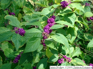 Callicarpa americana - Large clusters of purple berries ripen in late summer.