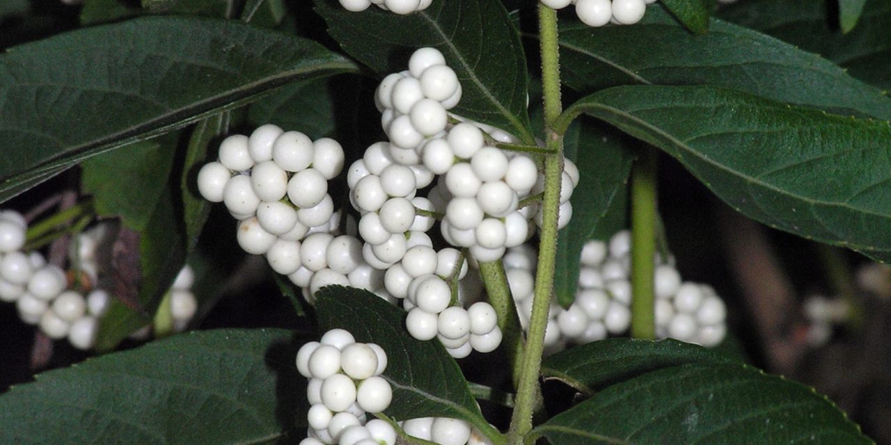 Callicarpa dichotoma - White berry cultivar ‘Albifructus’. Karen Russ, ©2009 Clemson Extension