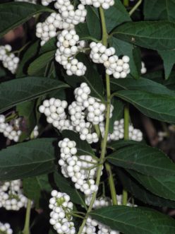 Callicarpa dichotoma - White berry cultivar ‘Albifructus’.