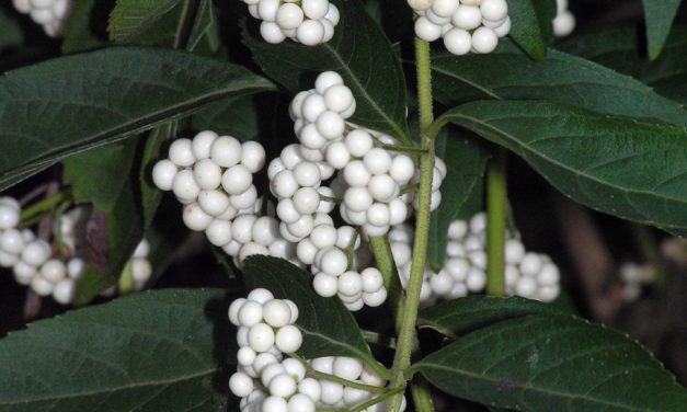 Beautyberry