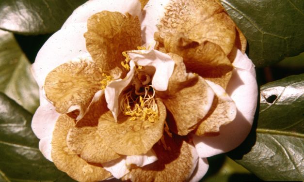 Camellia Diseases and Insect Pests in South Carolina