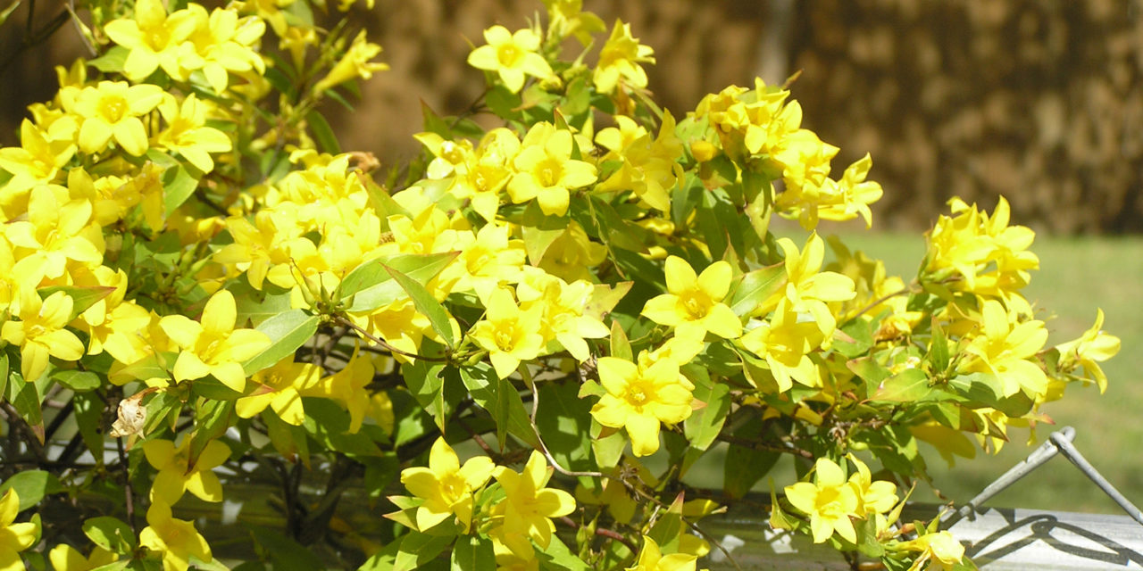 Carolina jessamine (Gelsemium sempervirens) is South Carolina's state flower. Karen Russ, ©2007 HGIC, Clemson Extension