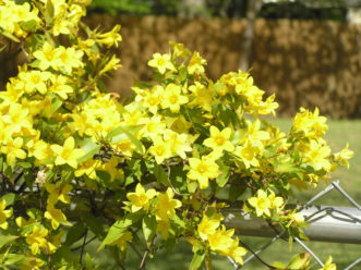 Carolina jessamine (Gelsemium sempervirens) is South Carolina's state flower.