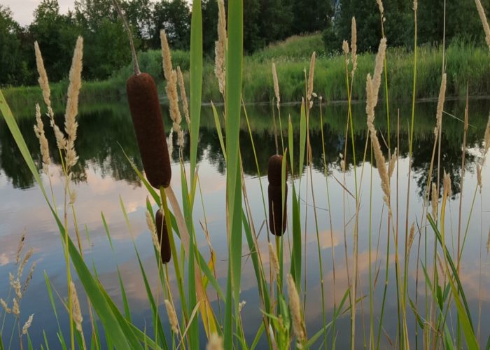 Cattails (Typha laxmannii) are native plants and are the most common plants found in wetland areas and ponds. Joey Williamson, ©2015 HGIC, Clemson Extension