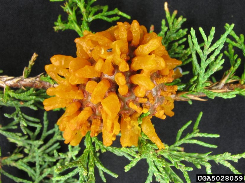 Cedar apple rust gall on cedar in spring, after rain.