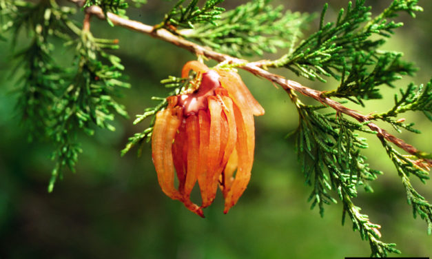 Juniper Diseases & Insect Pests