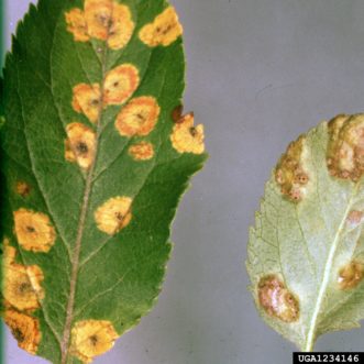 Cedar apple rust leaf spots on apple.