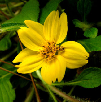 chrysogonum_virginianum_flower_close_up 1500C jww A