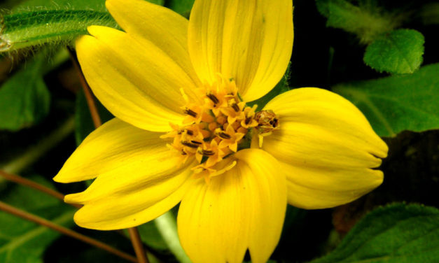Green & Gold