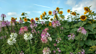 Cleome (Cleome hassleriana) mixes well with other summer annuals, such as sunflowers (Helianthus annus).