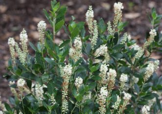 Clethra alnifolia ‘Hummingbird’ is a dwarf, white summersweet clethra selection.