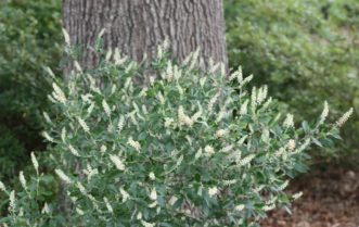 Clethra alnifolia in full bloom during July.