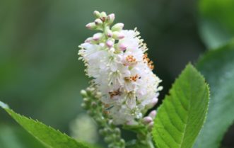 Clethra alnifolia ‘Pink Spires’ with pink buds and very pale pink petals.