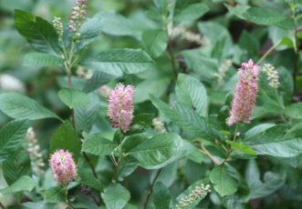 Clethra alnifolia ‘Ruby Spice’ in bloom in July.