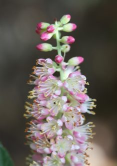 Clethra alnifolia ‘Ruby Spice’ inflorescence with dark rose-pink buds and flowers.