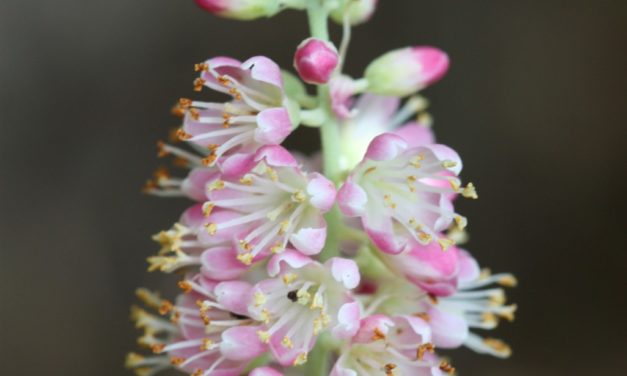Summersweet Clethra