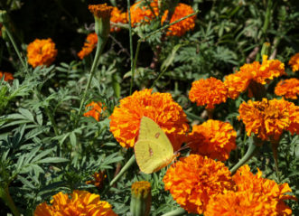 Cloudless Sulphur Phoebis sennae, Photo by Barbara Smith @2016 HGIC, Clemson Extension