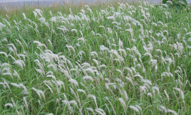 Cogongrass