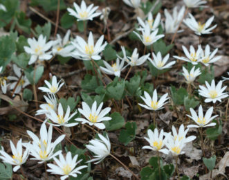 Colonies of bloodroot (Sanguinaria canadensis) form as their shallow, reddish rhizomes slowly spread.