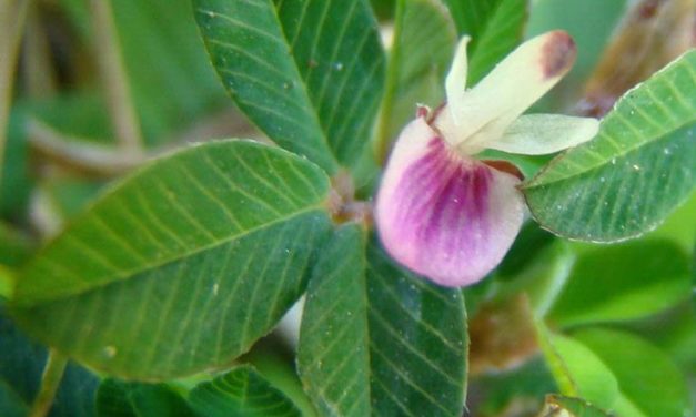 Lespedeza
