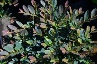 Coppertone ™ has new bronze reddish-purple foliage in the spring.