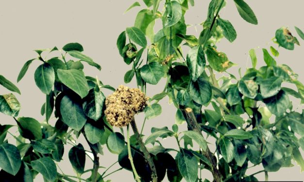 Euonymus Diseases & Insect Pests