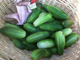 Basket of freshly picked cucumbers. 