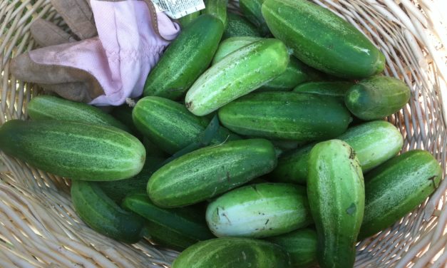 Cucumber Basics