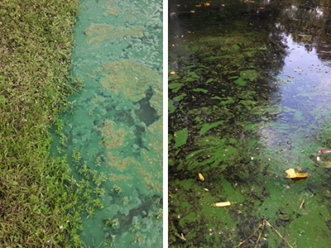 Figure 1. Cyanobacteria blooms often have a telltale bright bluish or green coloration, giving them the name “blue-green algae”. Dense blooms may resemble what looks like paint on the water’s surface, as seen in the photo on the right. Photos courtesy Hillary Repik.