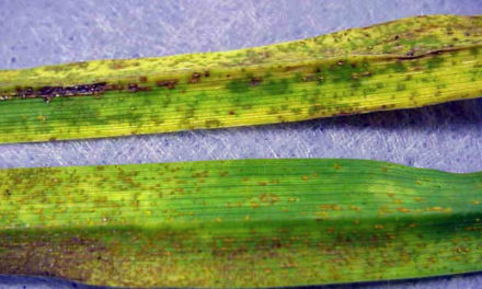 Daylily rust (caused by the fungus Puccinia hemerocallidis) showing erumpent orange pustules on the lower leaf surface. Meg Williamson, ©2015 Clemson Plant and Pest Diagnostic Clinic