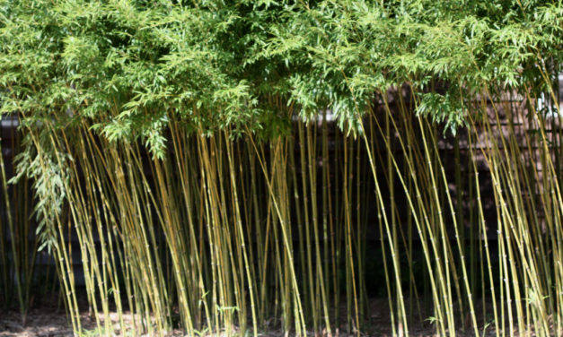 Bamboo Control