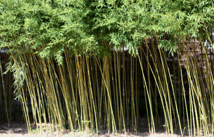 How to Grow and Care for Golden Bamboo Indoors